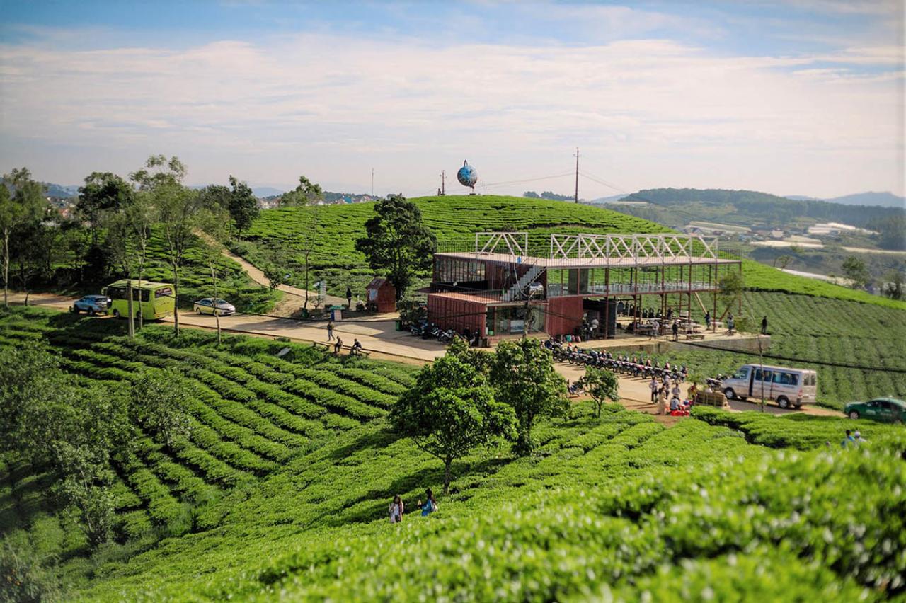 50+ Địa Điểm Du Lịch Đà Lạt Nổi Tiếng 159 Đồi chè Cầu Đất và những địa điểm du lịch Đà Lạt "săn mây" cực đỉnh