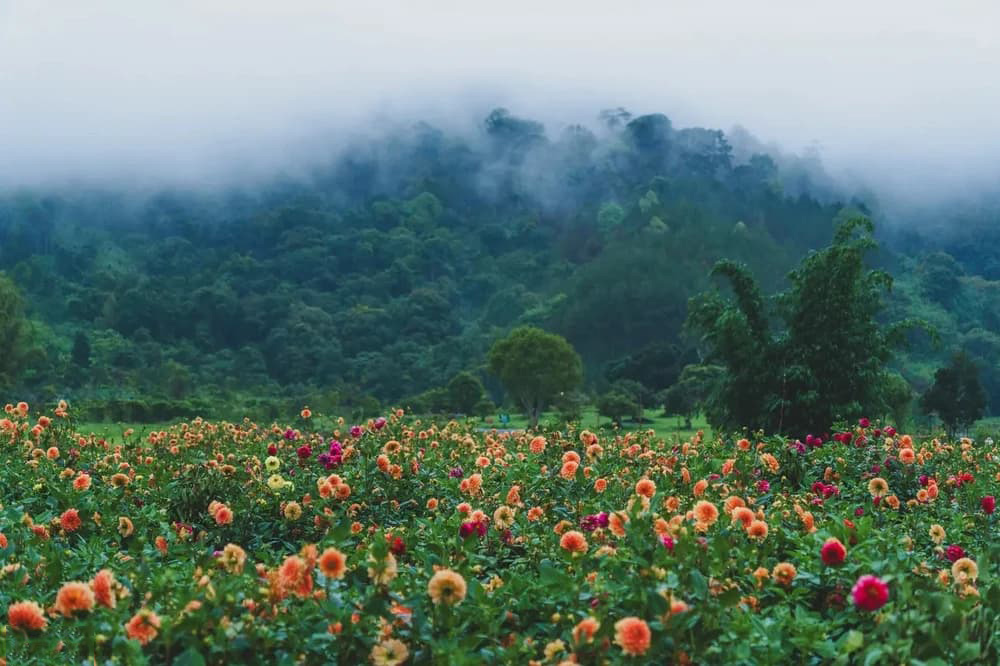 50+ Địa Điểm Du Lịch Đà Lạt Nổi Tiếng 167 if1epwkukezkzyw8avoe