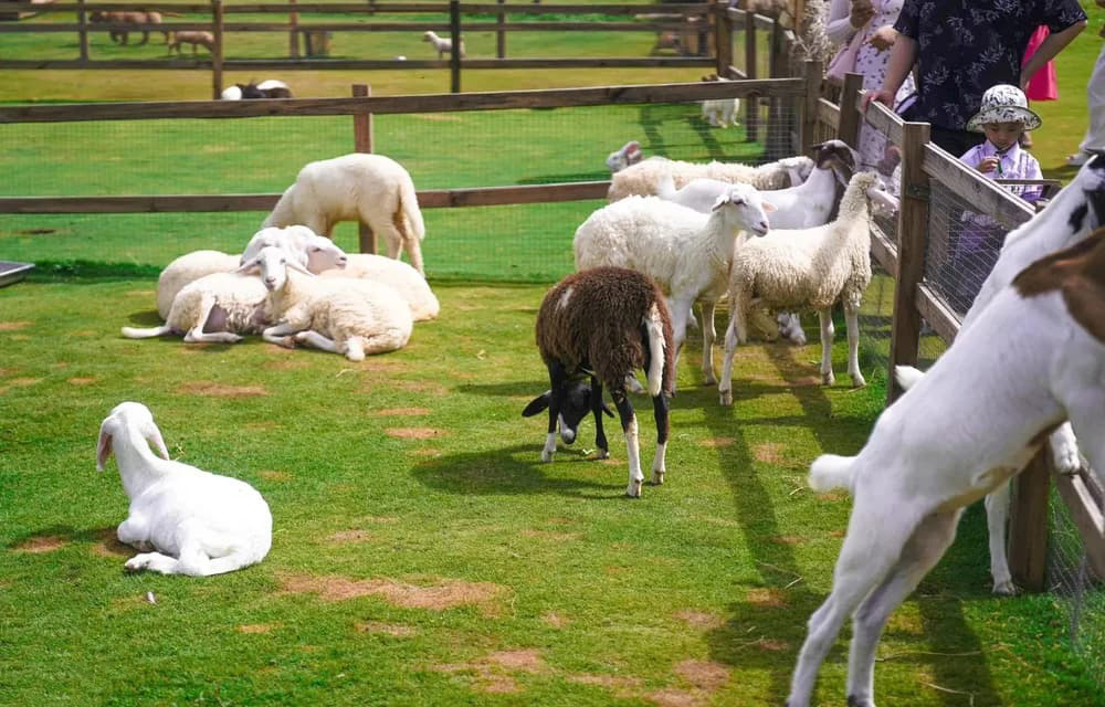 50+ Địa Điểm Du Lịch Đà Lạt Nổi Tiếng 168 rwovzhqcin2hqtvnmsov