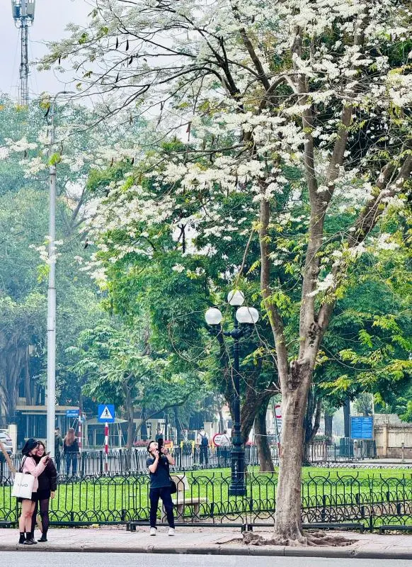 Bí kíp săn ảnh mùa hoa sưa Hà Nội trắng trời tháng 3