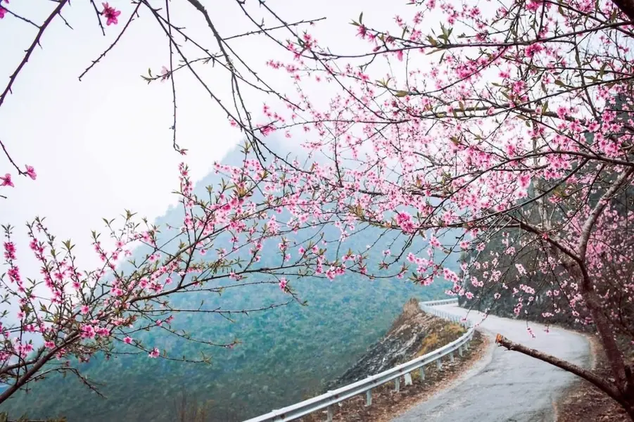 Du lich Ha Giang thang 3 co gi dep Kinh nghiem chi tiet tu A–Z