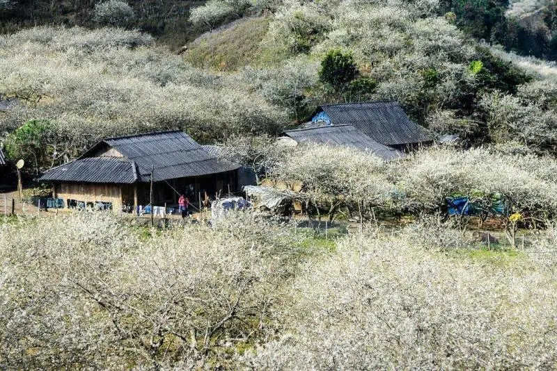 Du lịch Mộc Châu tháng 3: TOP 5 tọa độ săn hoa mận trắng xóa đẹp nhất Du lịch Mộc Châu tháng 3: TOP 5 tọa độ săn hoa mận trắng xóa đẹp nhất