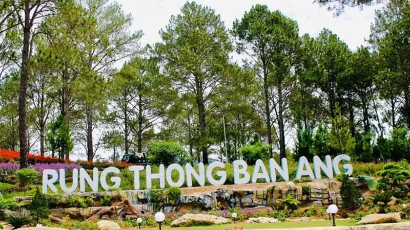 Du lịch Mộc Châu tự túc đầy đủ chi tiết 7 Rung thong Ban Ang Moc Chau