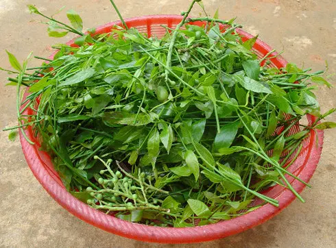 Những món đặc sản Chùa Hương nên mua về làm quà cho người thân