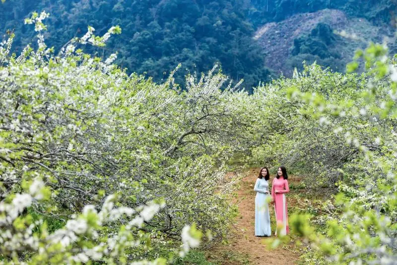 Du lịch Hà Giang tháng 3 có gì đẹp? Kinh nghiệm chi tiết từ A–Z Du lịch Hà Giang tháng 3 có gì đẹp? Kinh nghiệm chi tiết từ A–Z