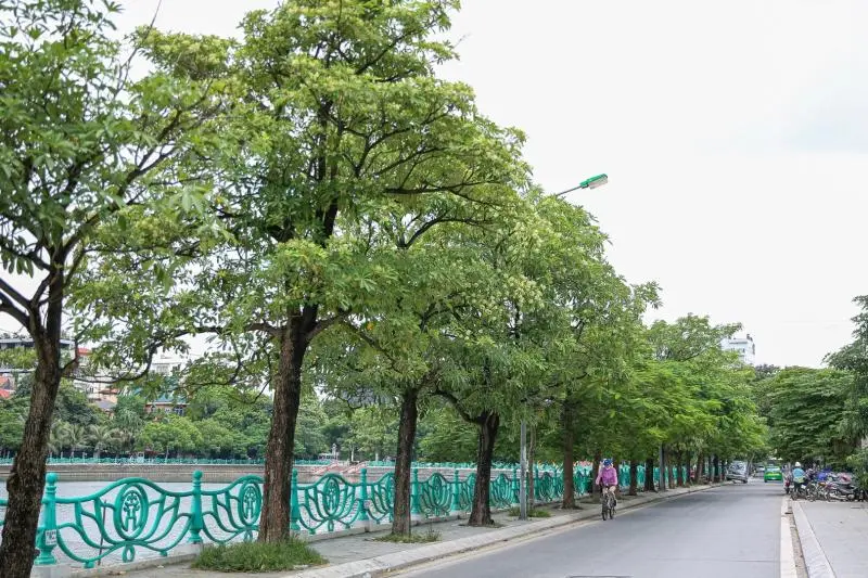 Bí kíp săn ảnh mùa hoa sưa Hà Nội trắng trời tháng 3