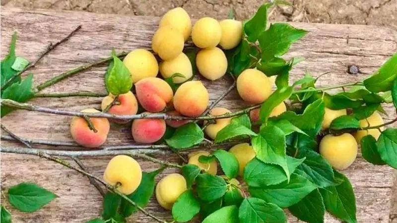 Những món đặc sản Chùa Hương nên mua về làm quà cho người thân
