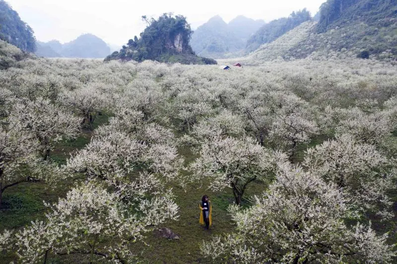 Du lịch Mộc Châu tháng 3: TOP 5 tọa độ săn hoa mận trắng xóa đẹp nhất Du lịch Mộc Châu tháng 3: TOP 5 tọa độ săn hoa mận trắng xóa đẹp nhất
