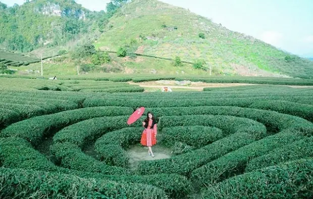 Lịch Trình Du Lịch Mộc Châu 2 Ngày 1 Đêm Từ Hà Nội
