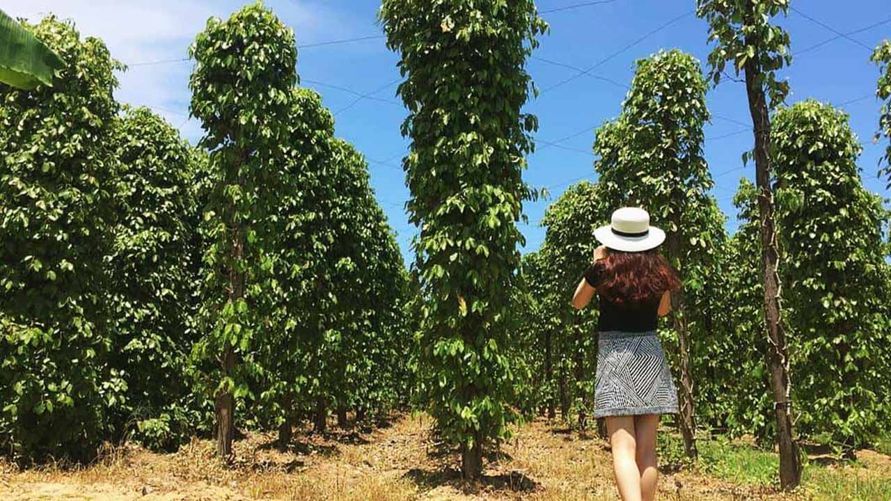 Top 10 Địa Điểm Du Lịch Phú Quốc Không Thể Bỏ Qua 39 Vườn tiêu Phú Quốc: Kinh nghiệm tham quan, săn ảnh đẹp