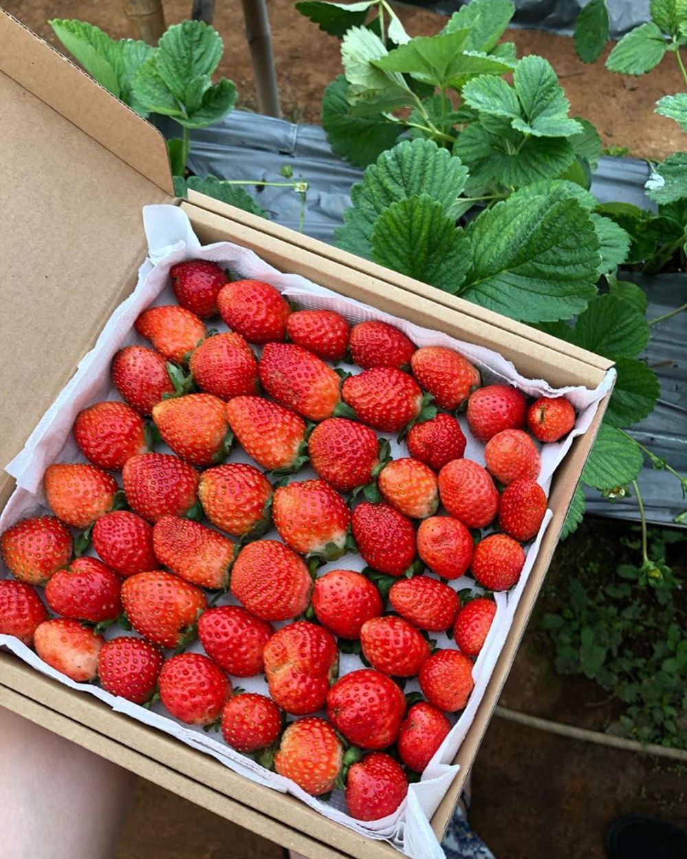 Trọn bộ cẩm nang & kinh nghiệm du lịch Đà Lạt đầy đủ nhất từ A-Z 91 du lich da lat 30 1687279097