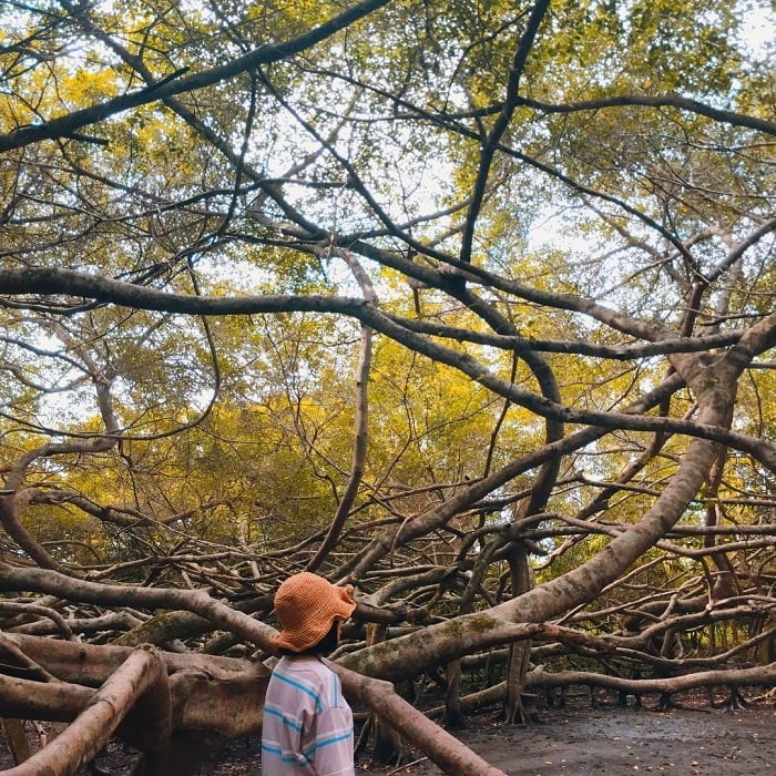 TOP 30+ địa điểm du lịch Cần Thơ HẤP DẪN nhất 2025 89 khu di tich gian gua can tho 2 1661242145